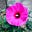 Flowergirl26's avatar