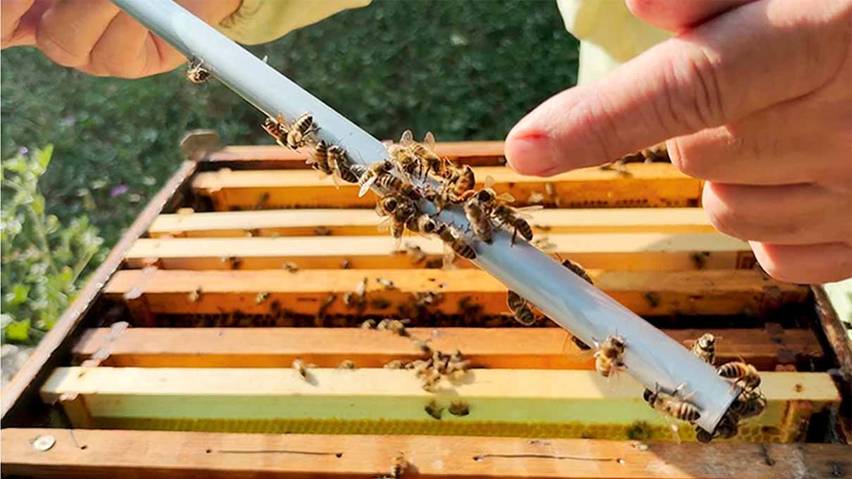 magnettoqueen para encontrar la reina de la colmena