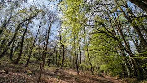 A shady woodland in spring with bluebells and orchids