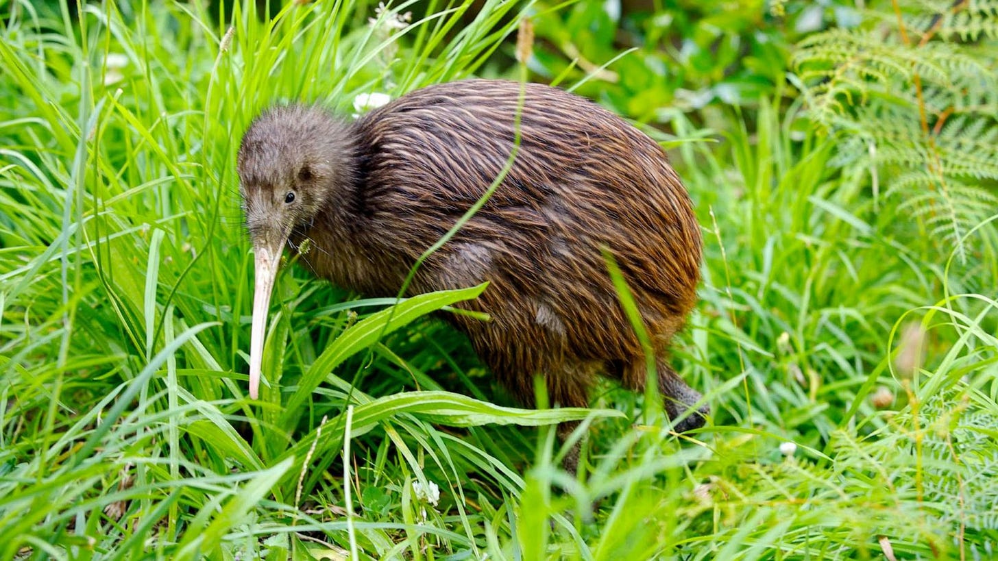 Zoo Miami apologizes after treatment of Kiwi bird sparks outrage - ABC News