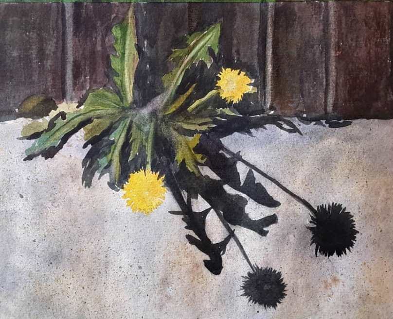Dandelions between the wall and concrete with shadows. Dandelions between the wall and concrete with shadows.