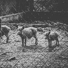 Slaughterhouse Humanity