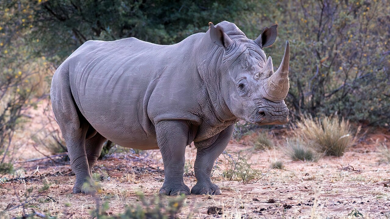 An adult rhinoceros stands in a clearing