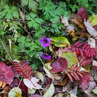 Help garden wildlife by keeping autumn leaves