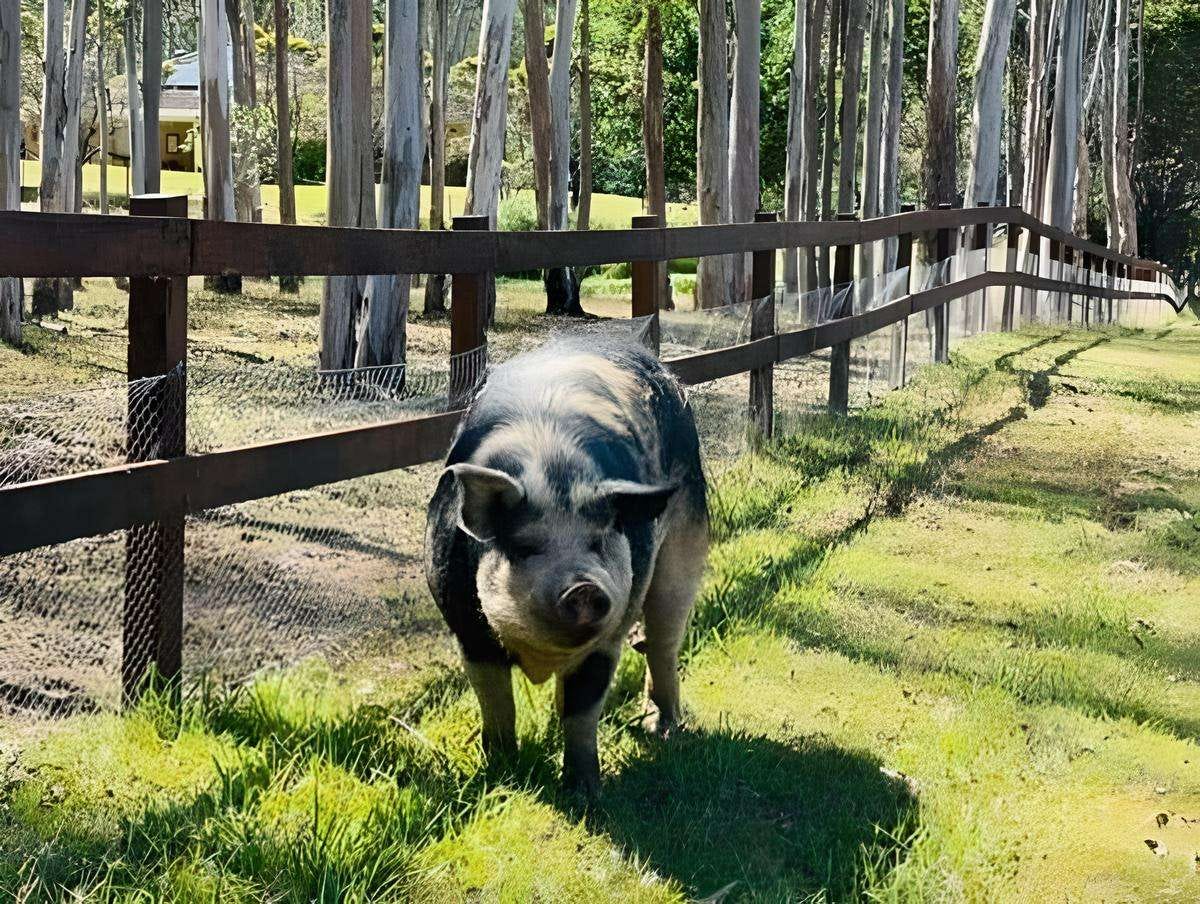 bruce the pig bruce the pig