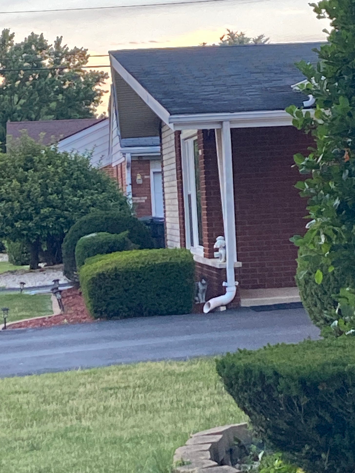 A white and brown cat hiding between a bush and a brick ledge.
