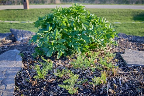 various morning shots of perennial herbs coming up in spring