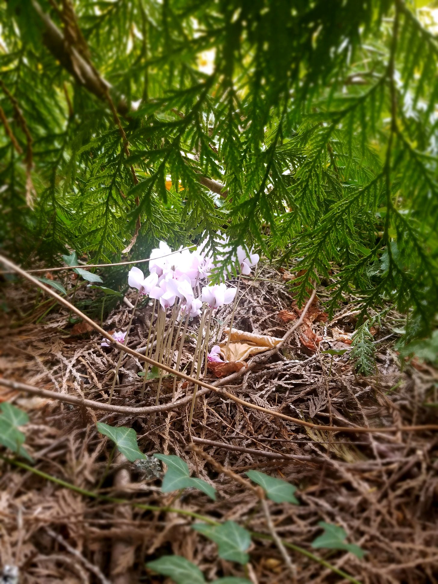 Tiny purple flowers grow from the forest floor, surrounded by cedar branches