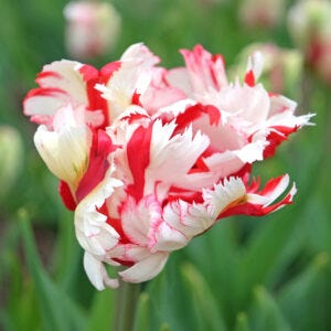 Tulip varieties 
