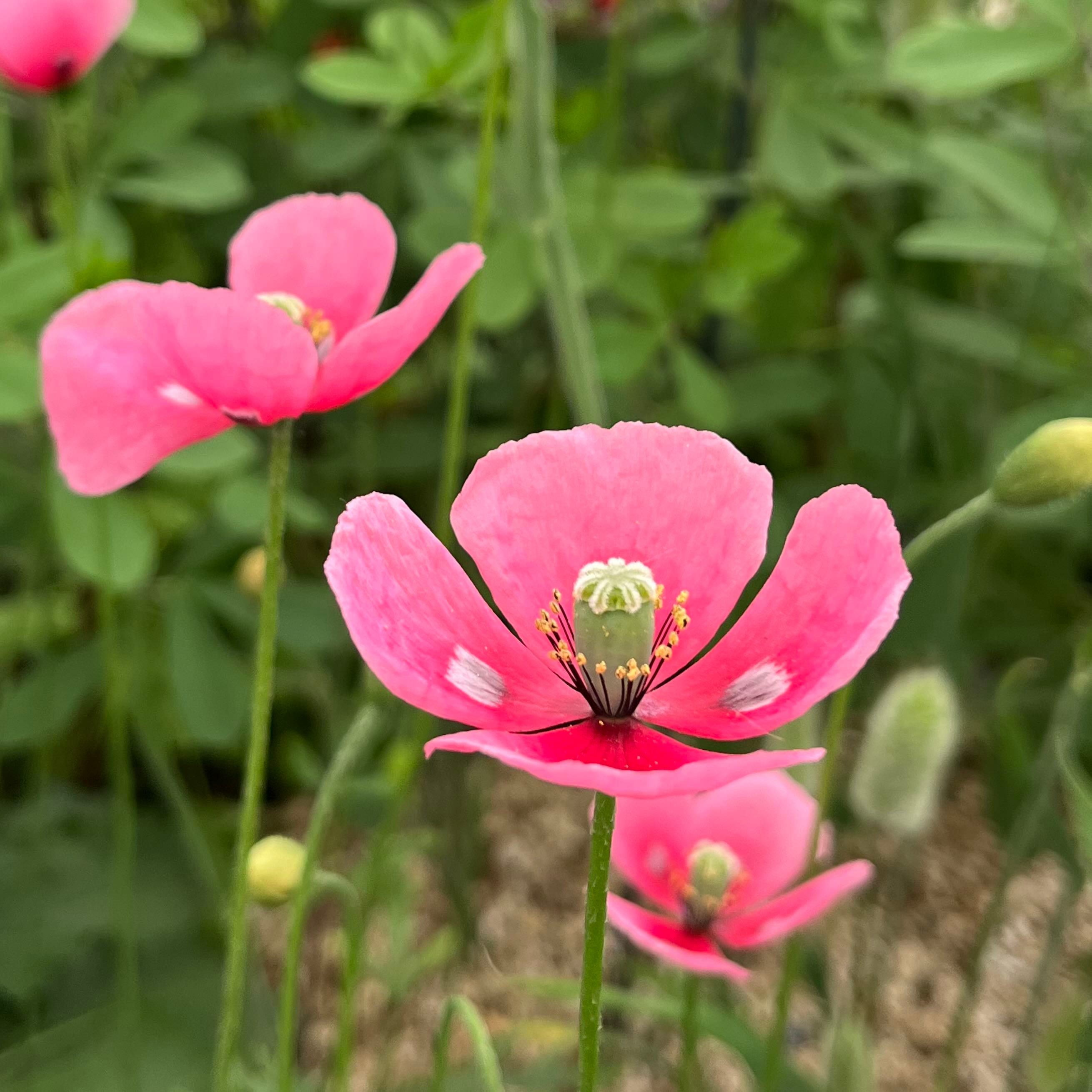 Poppy love - by Clare Foster - Bud to Seed, image size:2620x2620