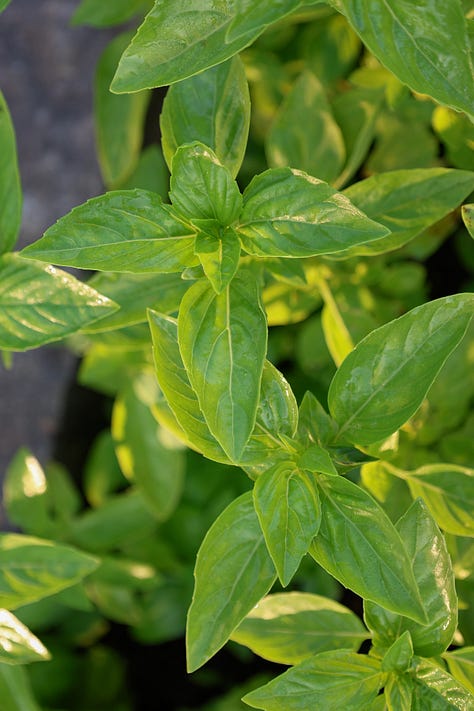 various basil plant varieties