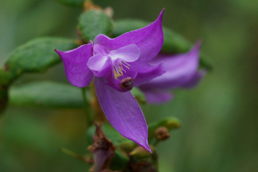 Grass Pink Calopogon tuberosus