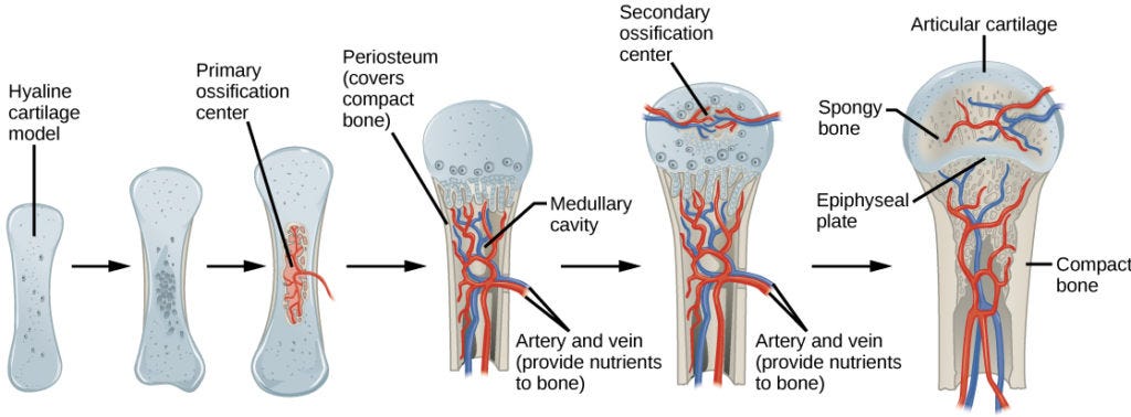 Bone Growth and Development | Biology for Majors II Bone Growth and Development | Biology for Majors II