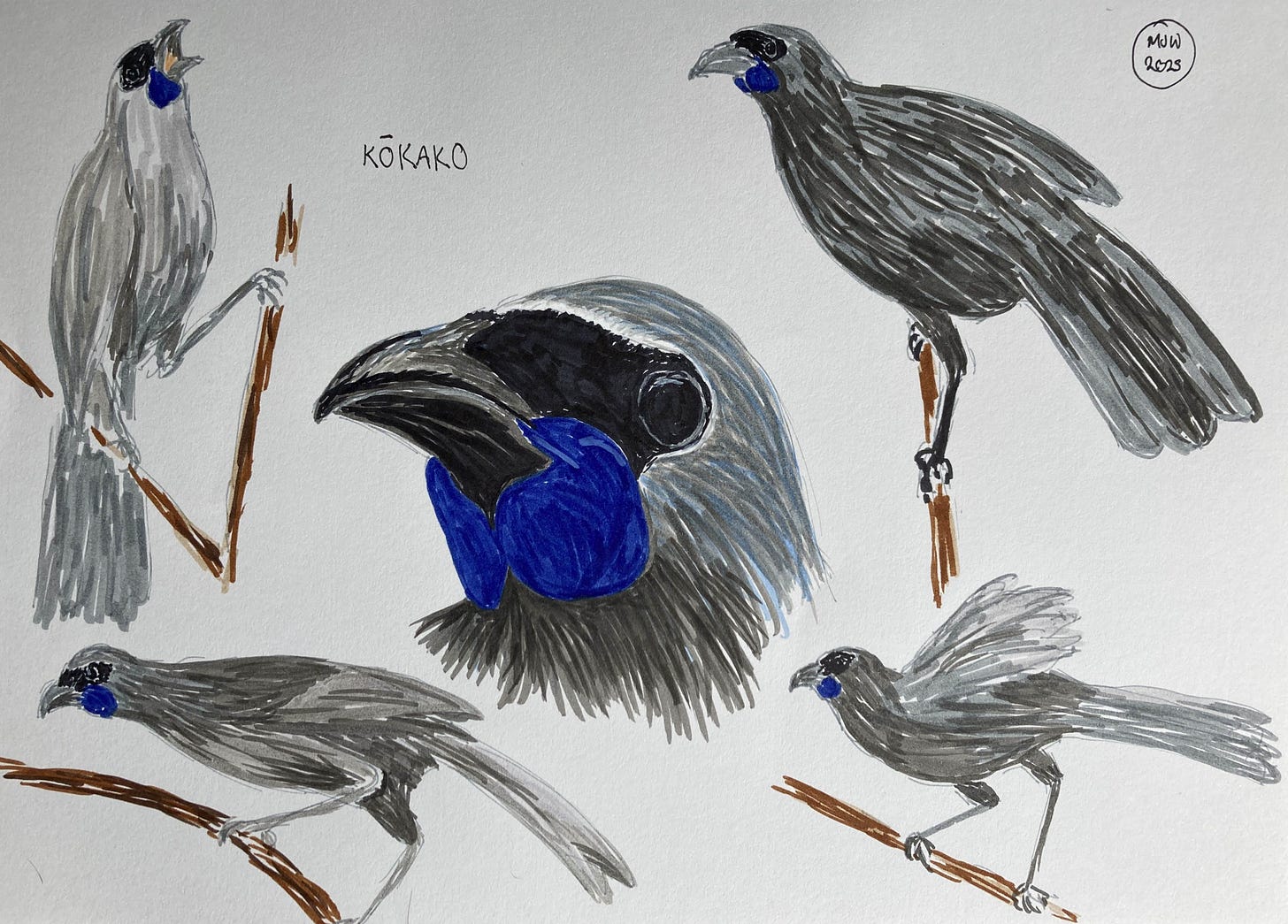 Five felt pen drawings of kōkako, the central image a close up of the head and surrounding it four sketches of kōkako in motion. Grey bird with blue patches beside the beak
