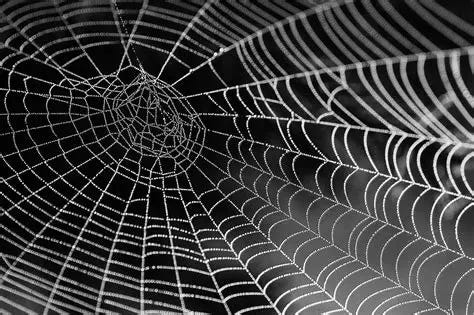 Scientists discovered a protein in strongest spider web material Scientists discovered a protein in strongest spider web material