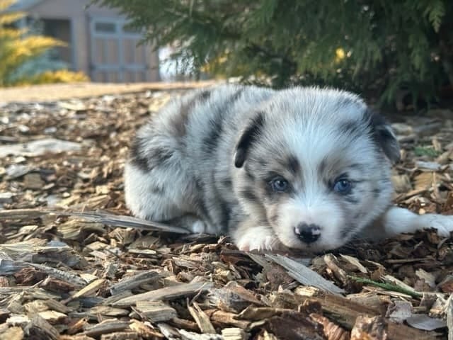 Public AI Inference Utility