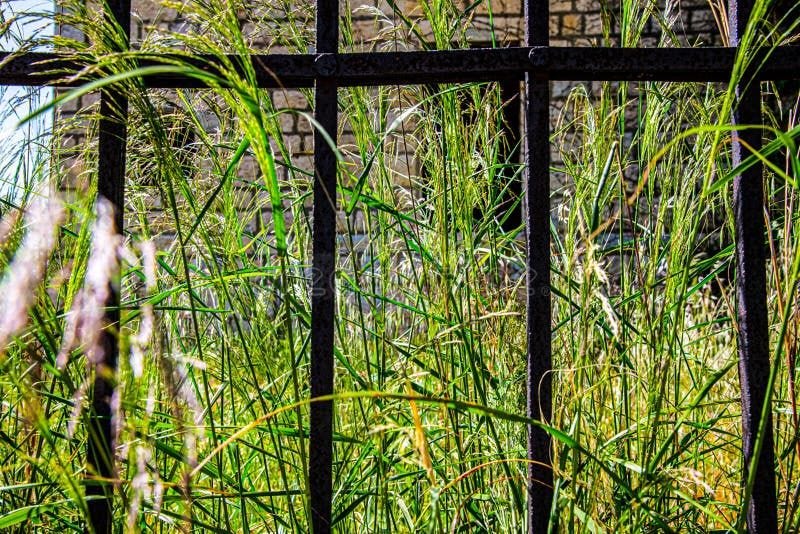 Old ruin behind a metal fence and overgrown garden. Unattended garden stock images, royalty-free photos and pictures