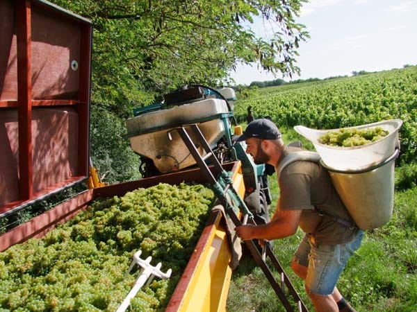 1CRB_harvest_sauvignon_laurent_climbing