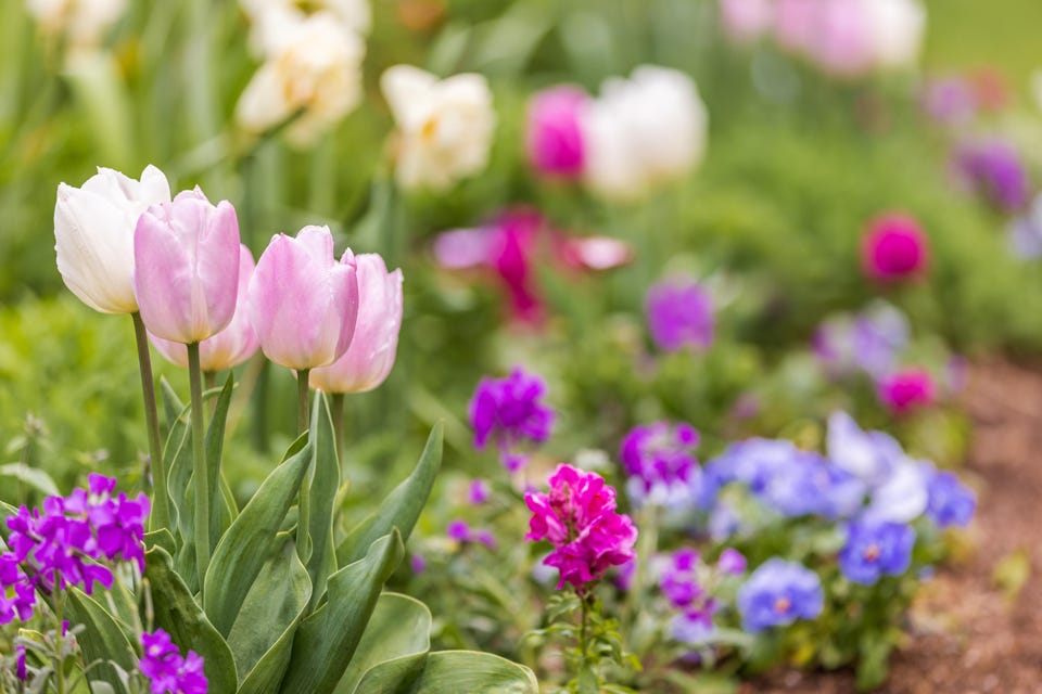 How to Design a Spring Cottage Garden - Get Inspired