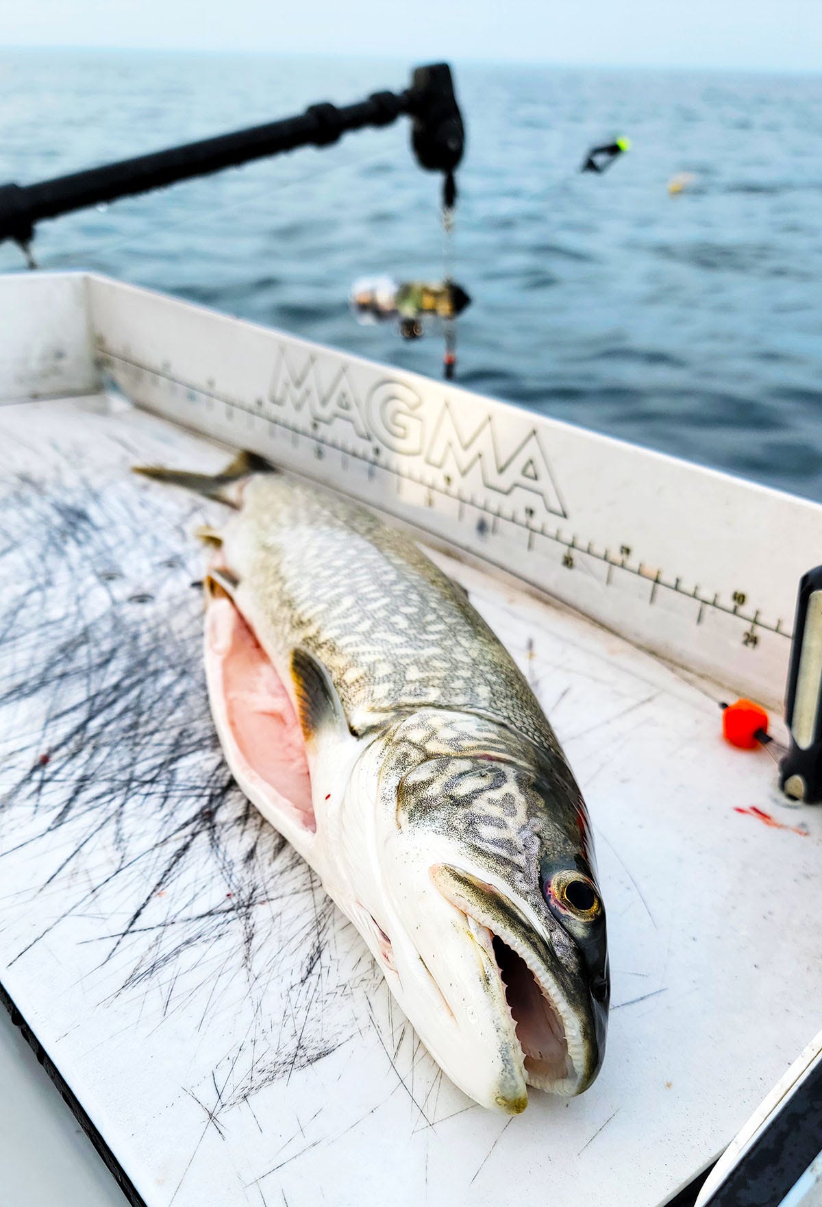 A lake trout on a fillet board. 