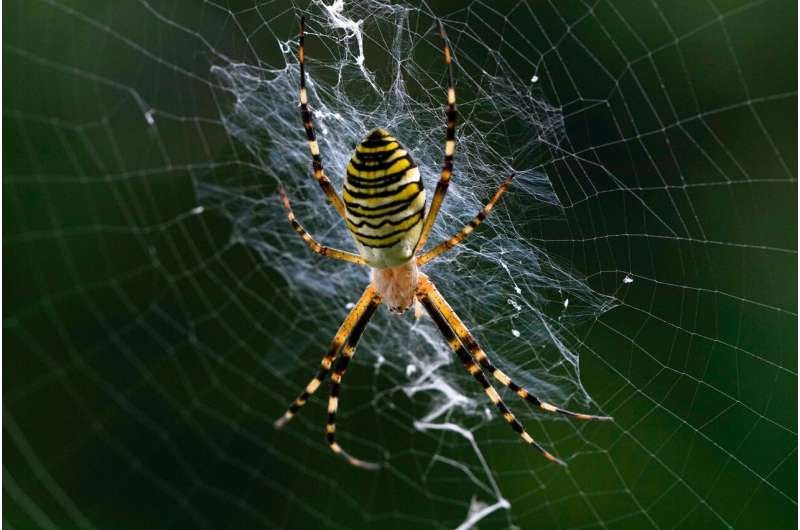 orb weaver spider