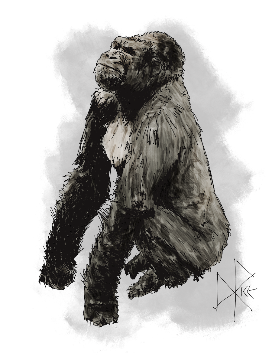 Leaning into both balled fists, knuckles pressed into the earth, an adult gorilla sits on the ground. Sketch art by Don Rice.