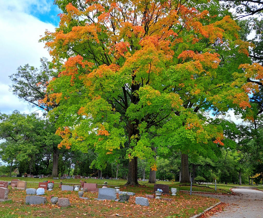 Grey and brown granite grave stones are in two uneven lines in front of a large oak tree whose top leaves have turned bright orange, while the rest of its leaves are still green. Smaller trees with still-green leaves are in the background, along with the smaller grave stones.