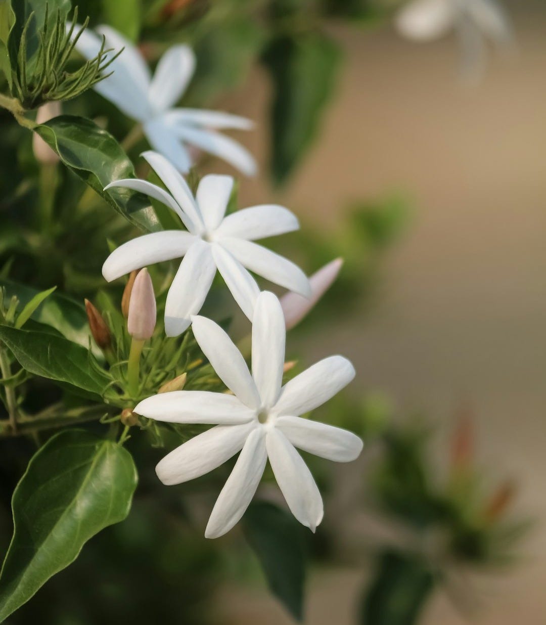 a close up of a white flower with green leaves