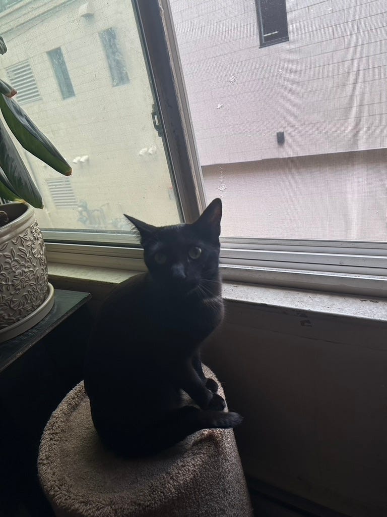 A cat sitting on a window sill

AI-generated content may be incorrect.