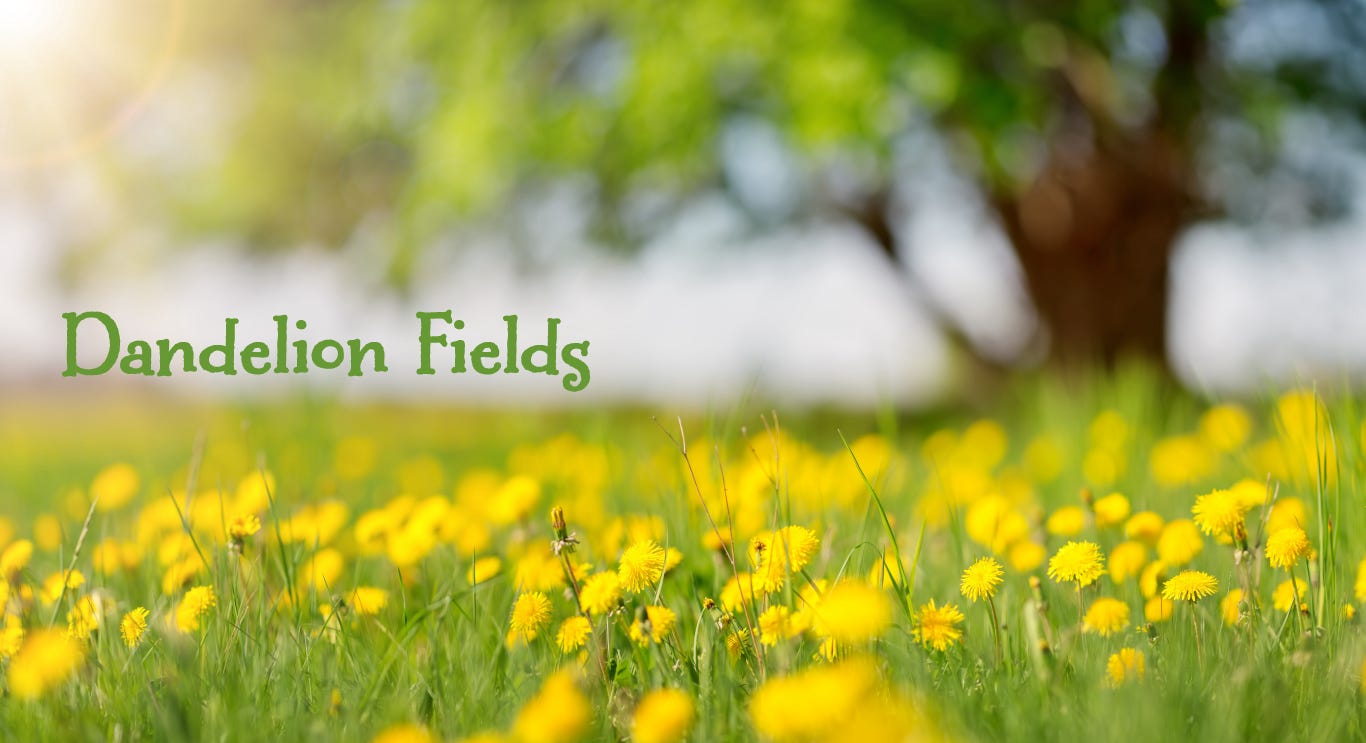 Blurred image of a large shade tree in a field of dandelions with the sun shining in and the Dandelion Fields logo on the left side.