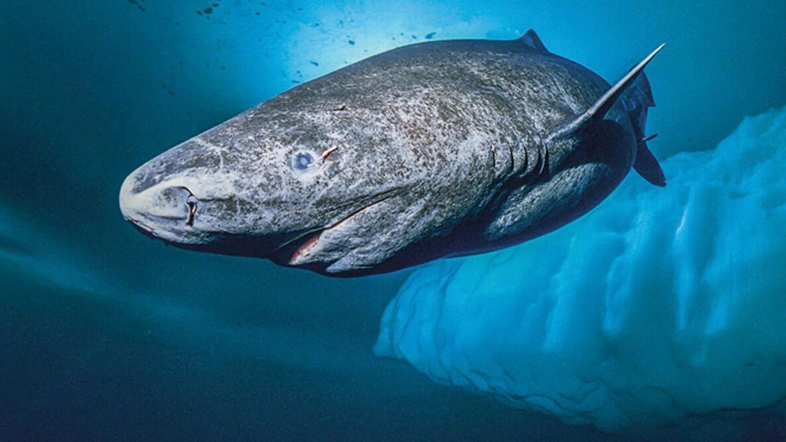 greenland-shark-vision-study-rocanews