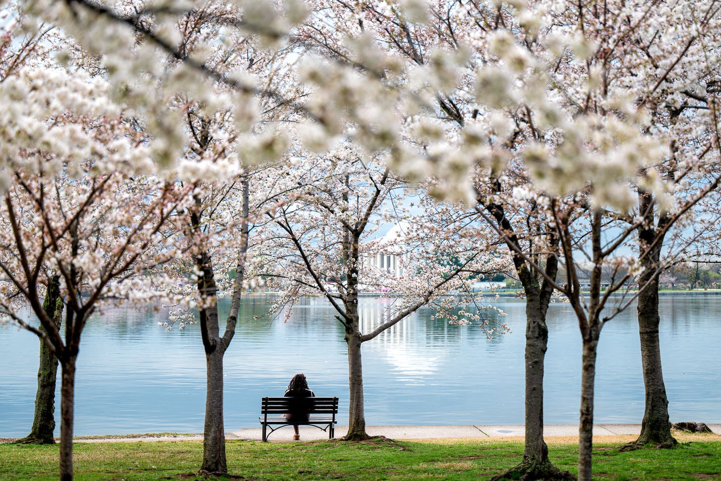 CherryBlossom 土日祝*休 2026 Cherry Blossoms Wrap-Up - by David Coleman