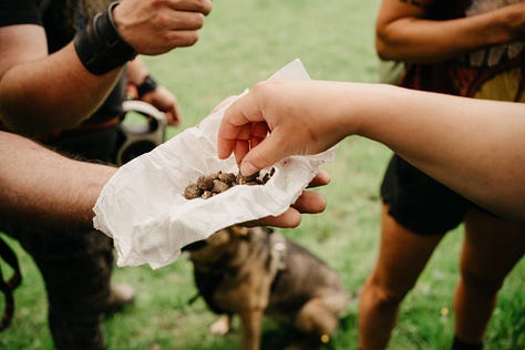 foraging in the brecon beacons