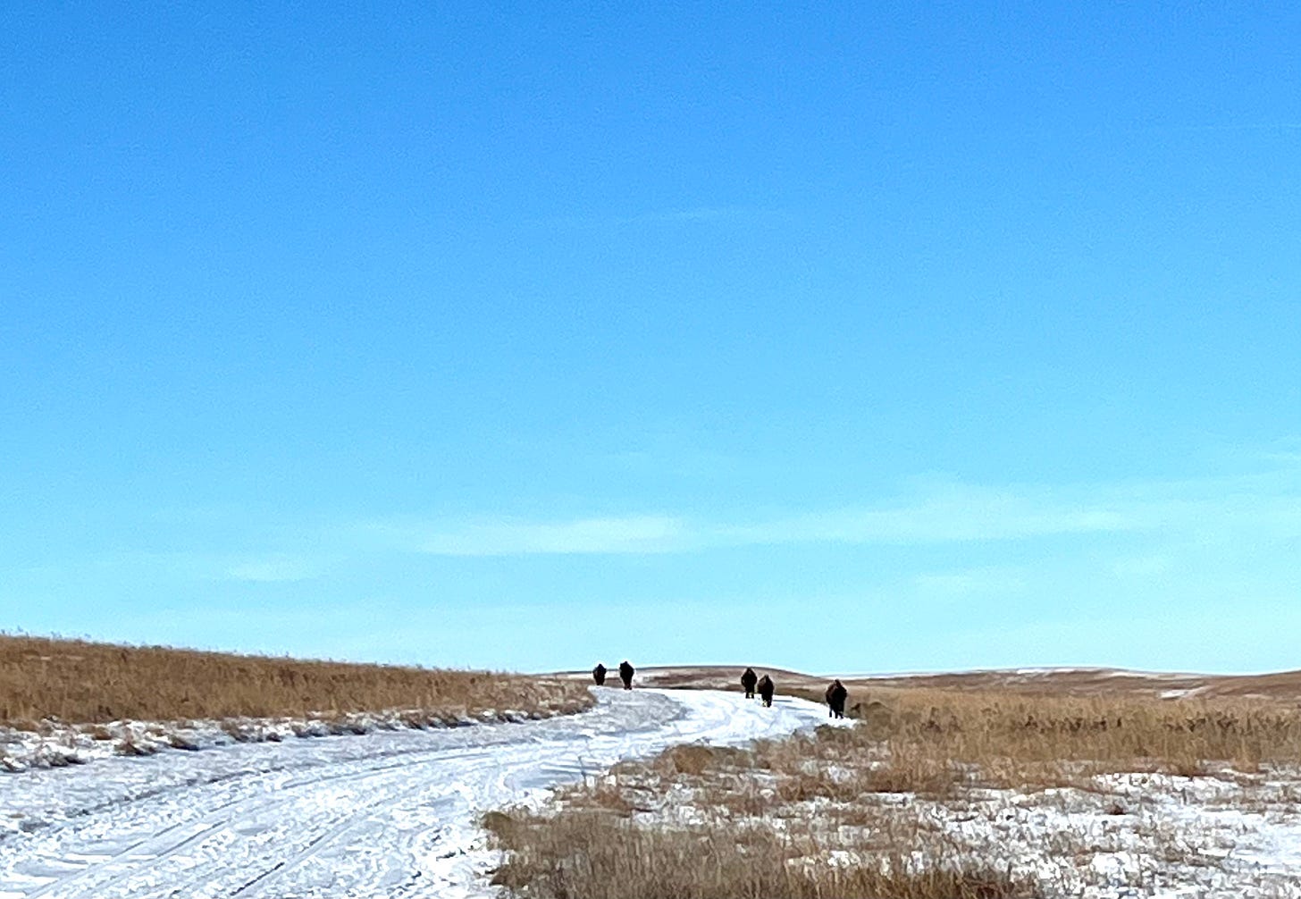 Five bison walking down a snowy path on the prairie under a brilliant blue sky
