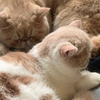 冏冏的文字與資本主義