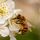 Local beekeepers seek new law to limit out-of-county commercial apiaries