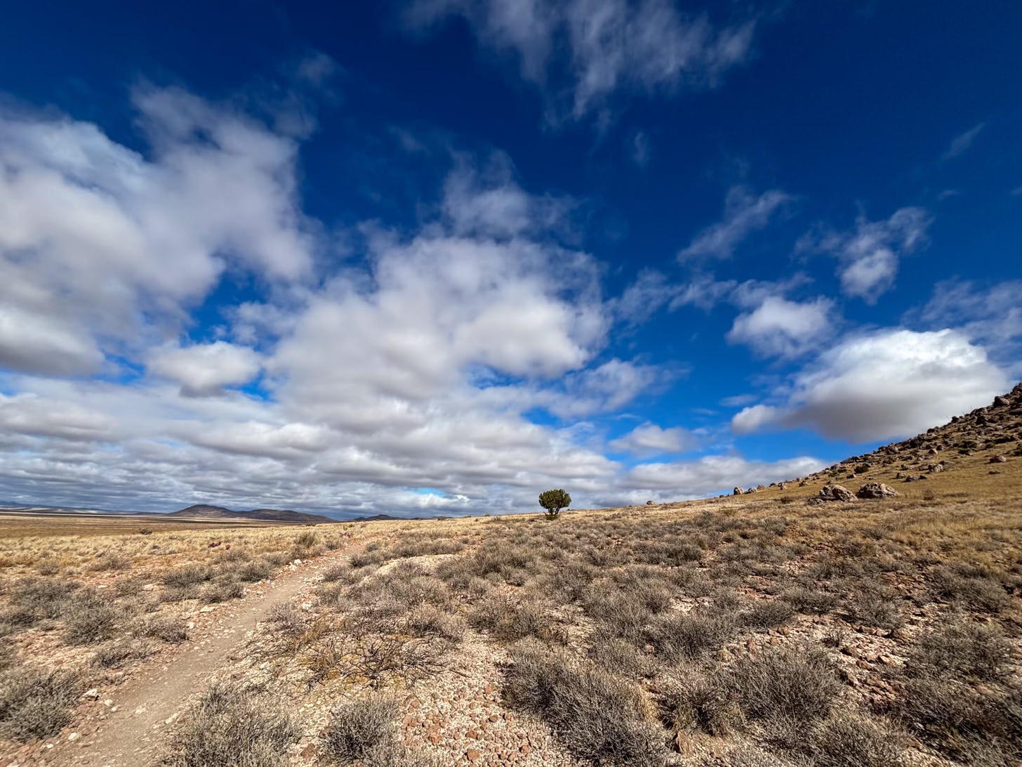 desert landscape with brilliant blue sky and single tree
