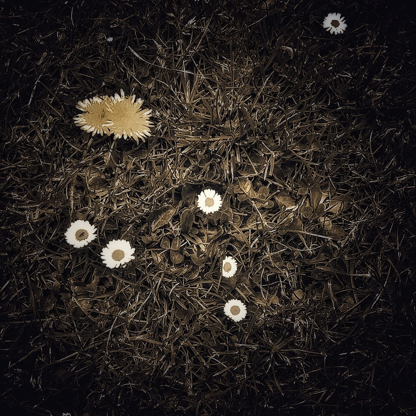 A color photograph of flowers growing through a bed of brown grass or pine straw. The two largest are golden dandelions, and they share the focus and spotlight with five tiny little flowers nearby, looking like miniature daisies: golden centers and bright white petals... In the shadows off to the right and above, apart from the central subjects, is one more tiny daisy-like bloom.