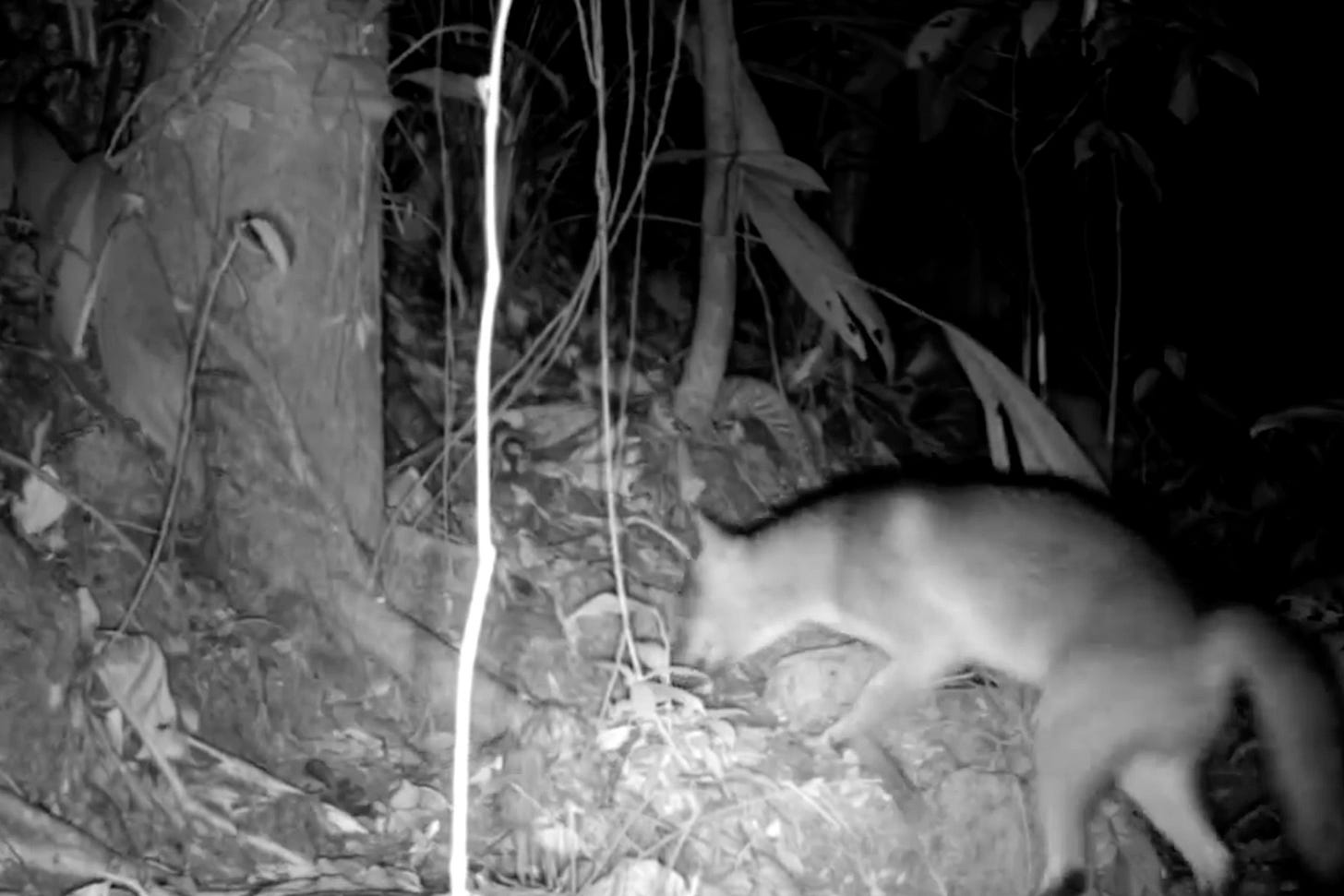 Karen's fox on night camera.