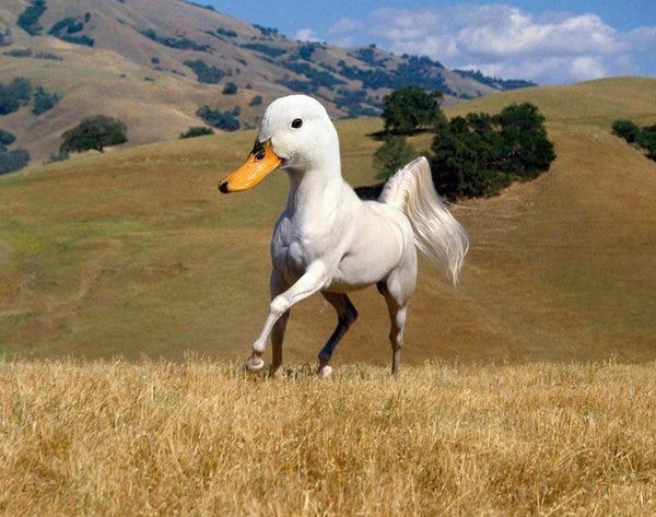 It's called a dorse It's called a dorse
