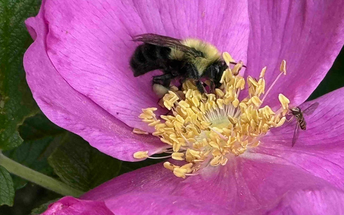 Close-up of a purple flower with yellow stamens hosting a bumblebee and a smaller insect — possibly a hoverfly — collecting nectar, highlighting active pollination. Close-up of a purple flower with yellow stamens hosting a bumblebee and a smaller insect — possibly a hoverfly — collecting nectar, highlighting active pollination.