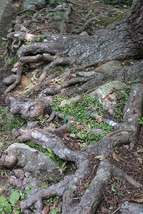 top L-R a rock, a bridge, and tree roots