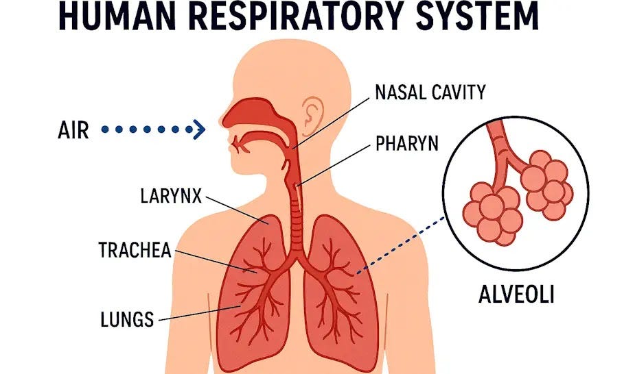 Diagram of the human respiratory system showing how air travels to the alveoli.