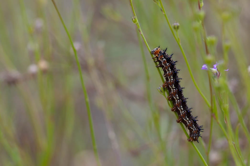 A black, white, and red caterpillary with spiky protrusions snacks on a slender-stemmed plant. More of those stems, some with light purple flowers, lean across the frame.