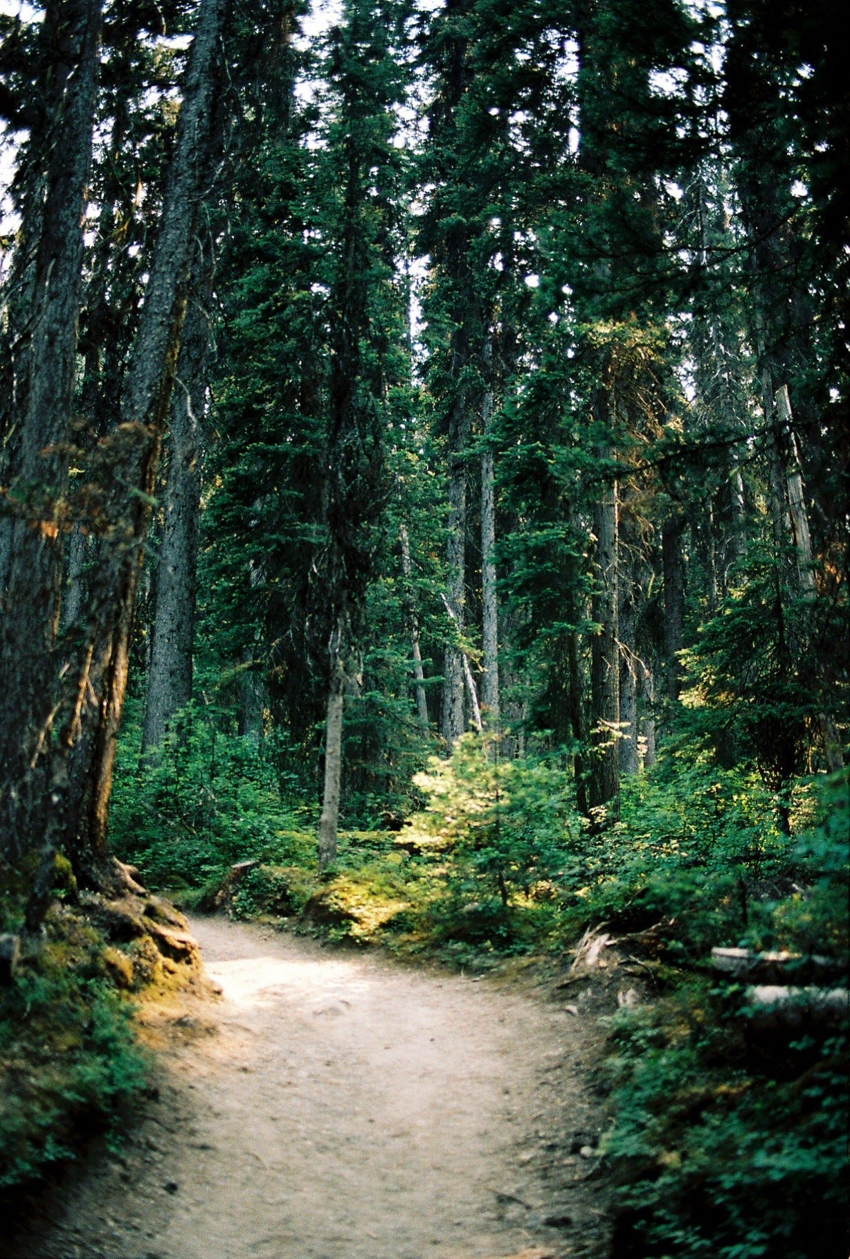 An image added by nadir on Apr 24, 2024. May present: old-growth forest, plant, plant community, green, natural landscape.