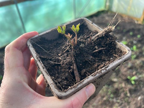 Plants propagated by tugging bits off: Monarda didyma, Saxifraga × urbium, and Althaea cannabina