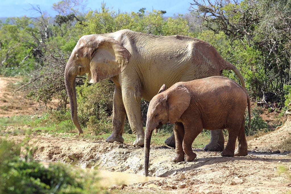 Two elephants Two elephants