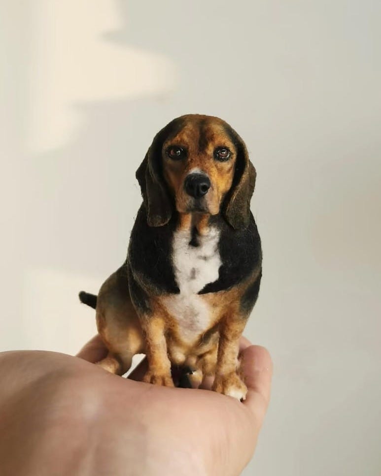May include: A brown and black beagle dog sitting on a hand. The dog has white markings on its chest and paws. The dog is looking directly at the camera. May include: A brown and black beagle dog sitting on a hand. The dog has white markings on its chest and paws. The dog is looking directly at the camera.