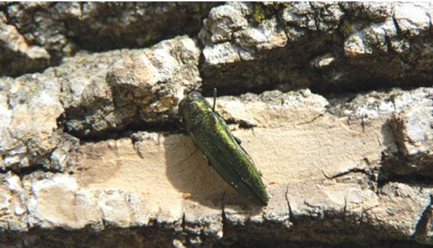 'Painful': Ash tree felling will hook Sioux Falls homeowners for millions