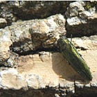 Emerald ash borer spreading across eastern South Dakota